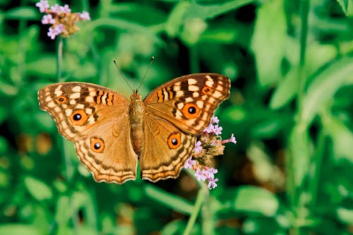 бесплатная Бесплатное стоковое фото с бабочка, лето, луг Стоковое фото
