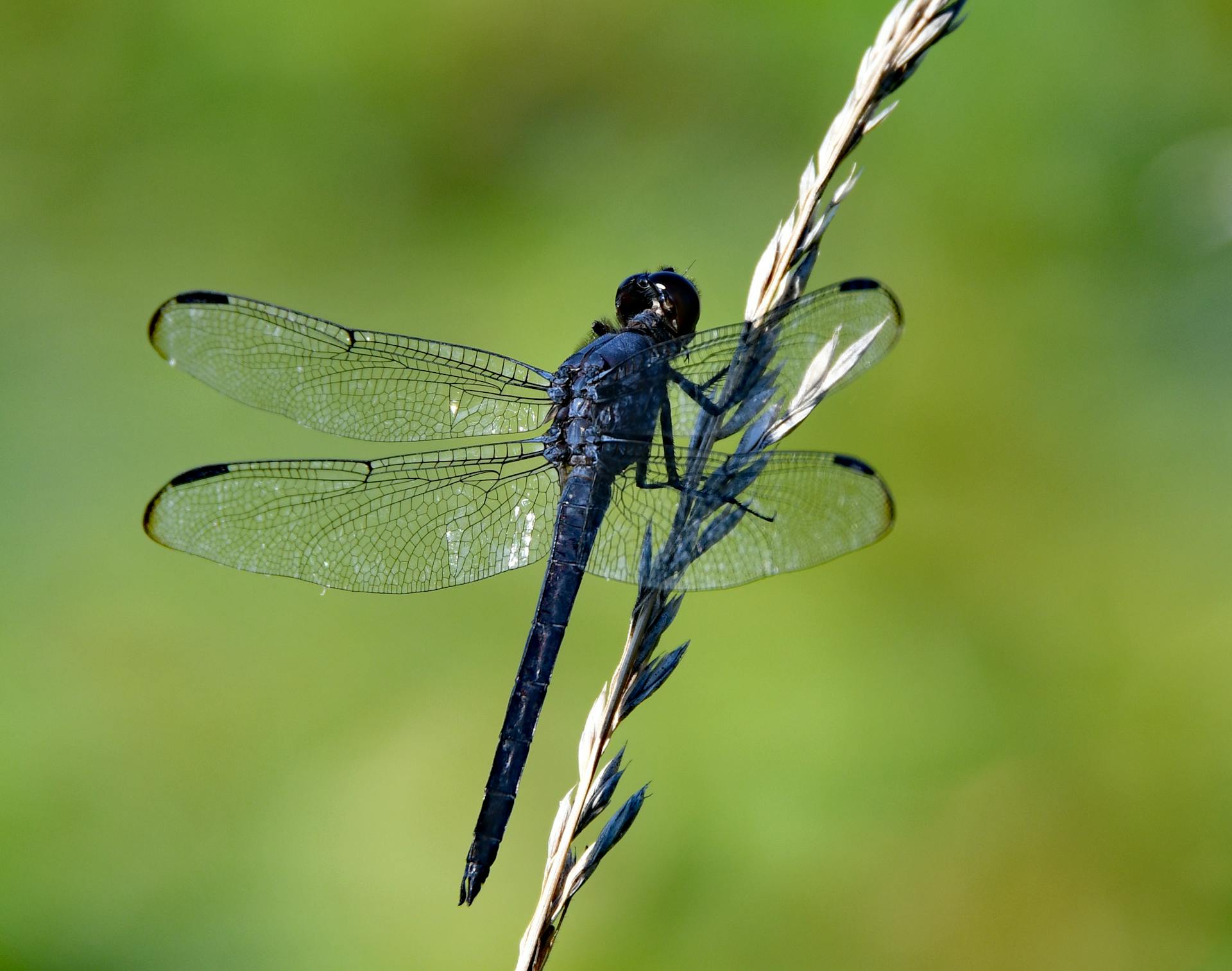 Detailed view of a vibrant slaty skimmer dragonfly perched on a twig in natural habitat.