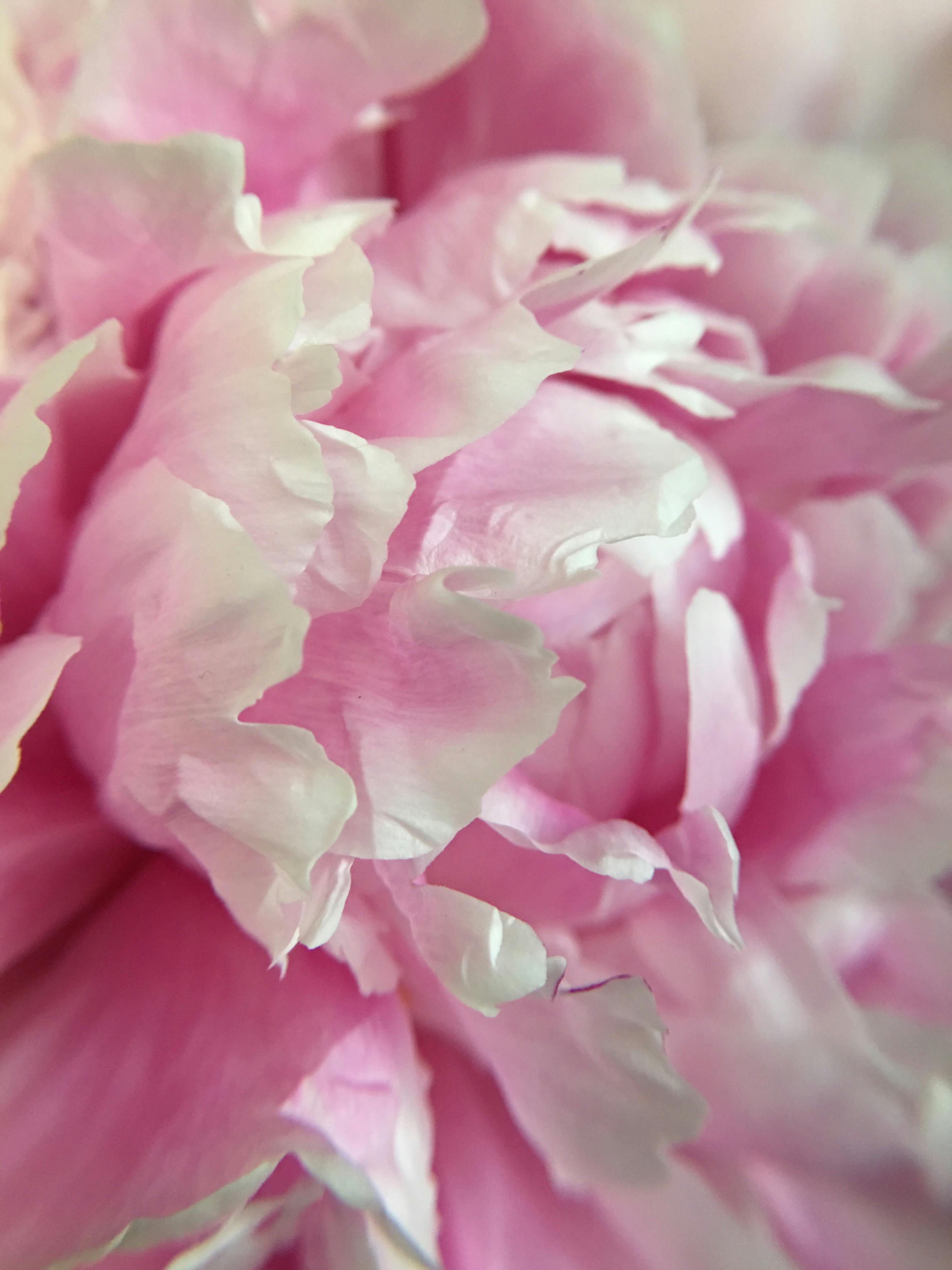 Free stock photo of beautiful flower, peony, pink flower
