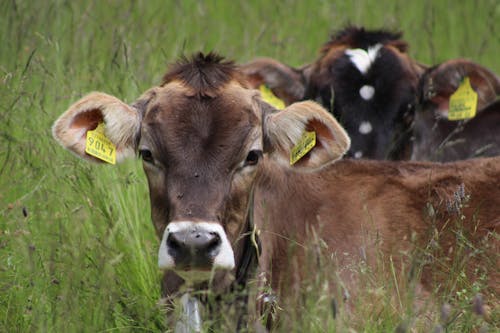 Close-up of Cows on a Pasture 