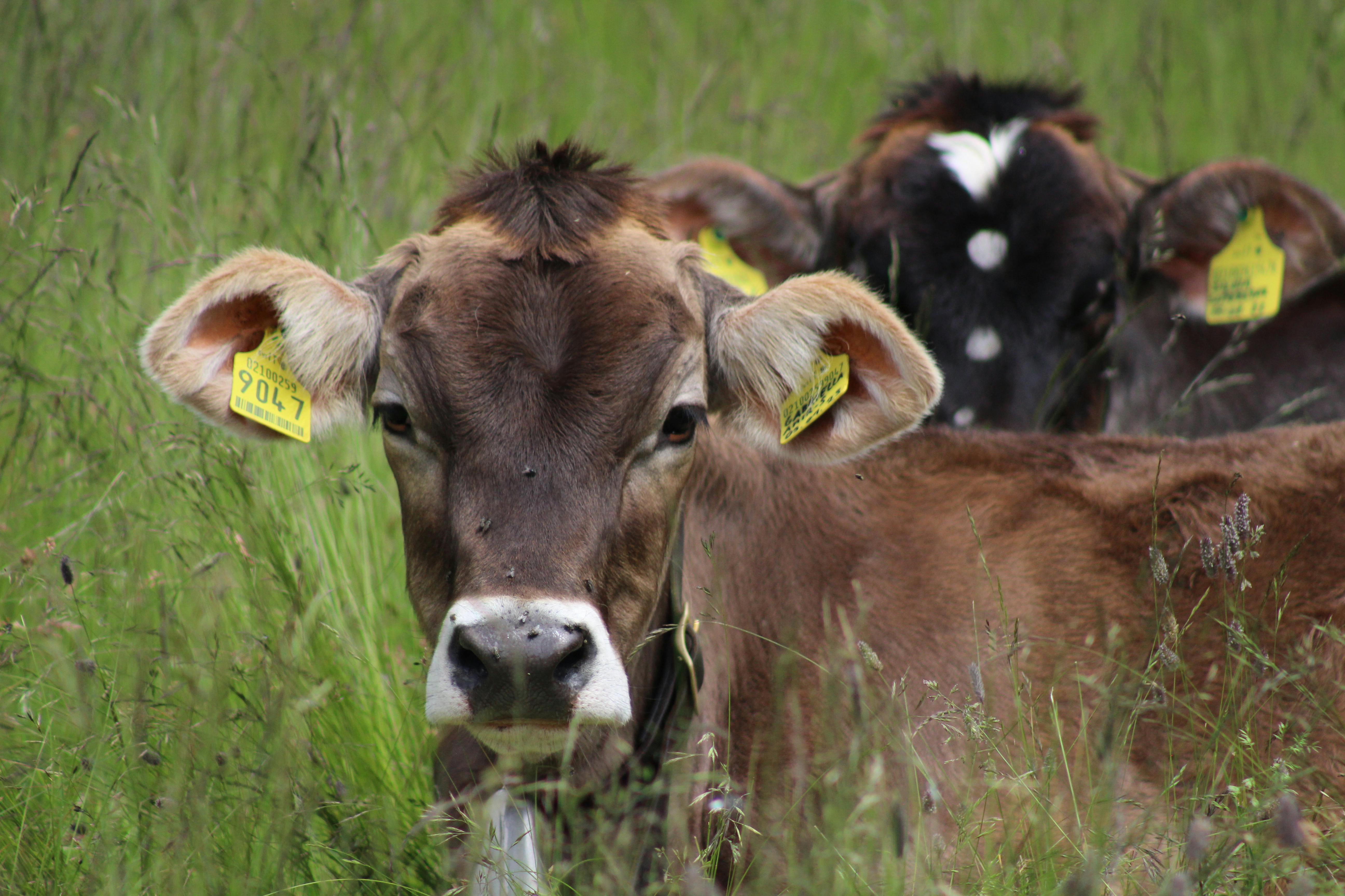 Free Brown cows grazing in a lush green pasture, showcasing livestock in a rural farm setting. Stock Photo