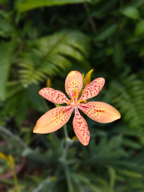 Blooming leopard Lily