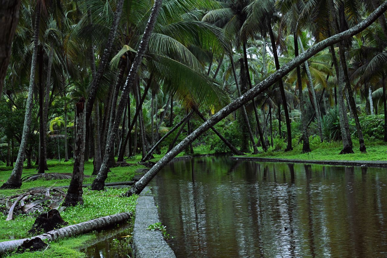 serene tropical setting in kochi india showcasing dense palm trees and