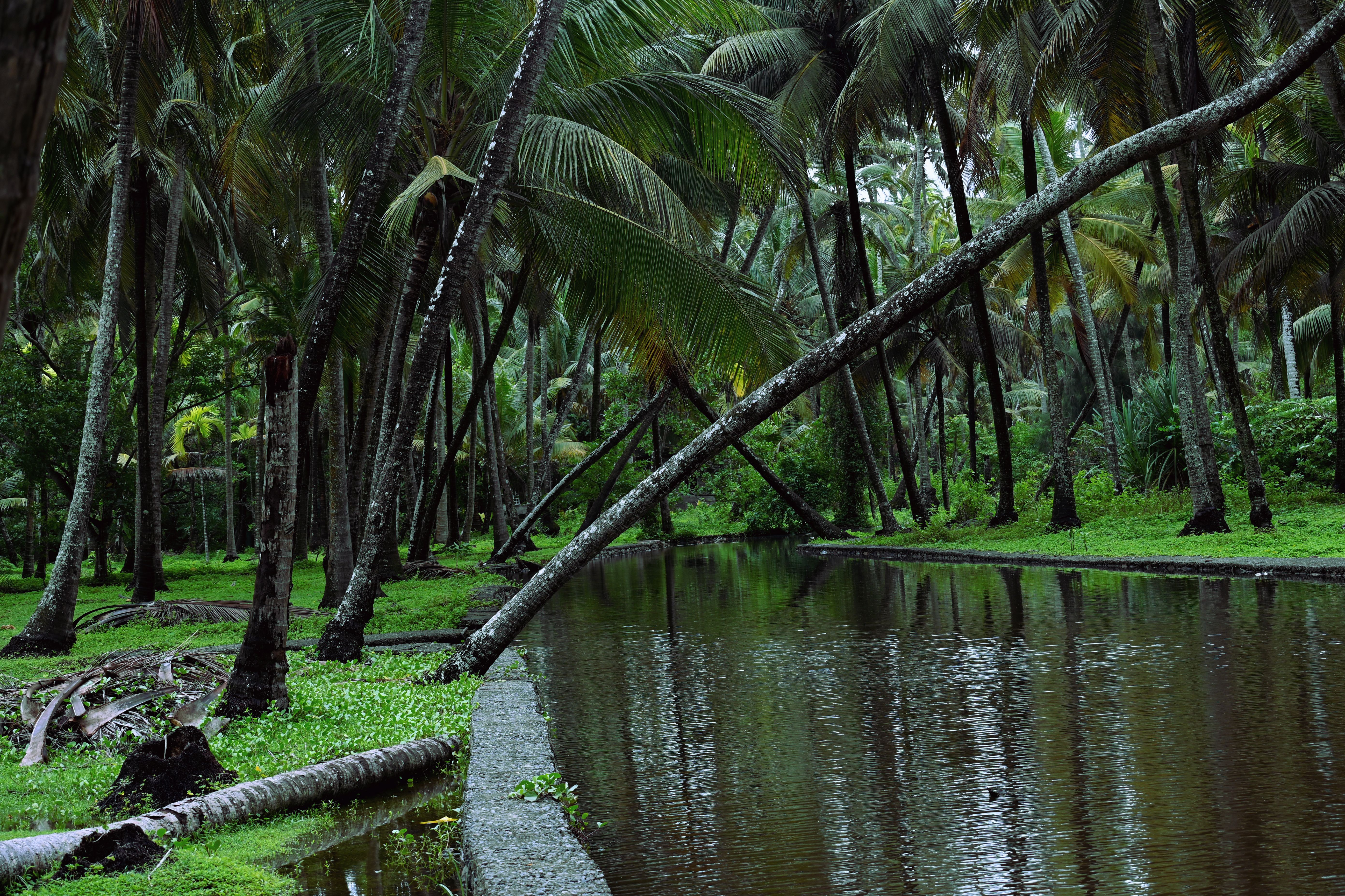 View of a Body of Water and Palm Trees in a Park · Free Stock Photo
