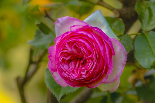 Free Close-up of a vibrant pink rose in full bloom, showcasing intricate petal details against a garden backdrop. Stock Photo