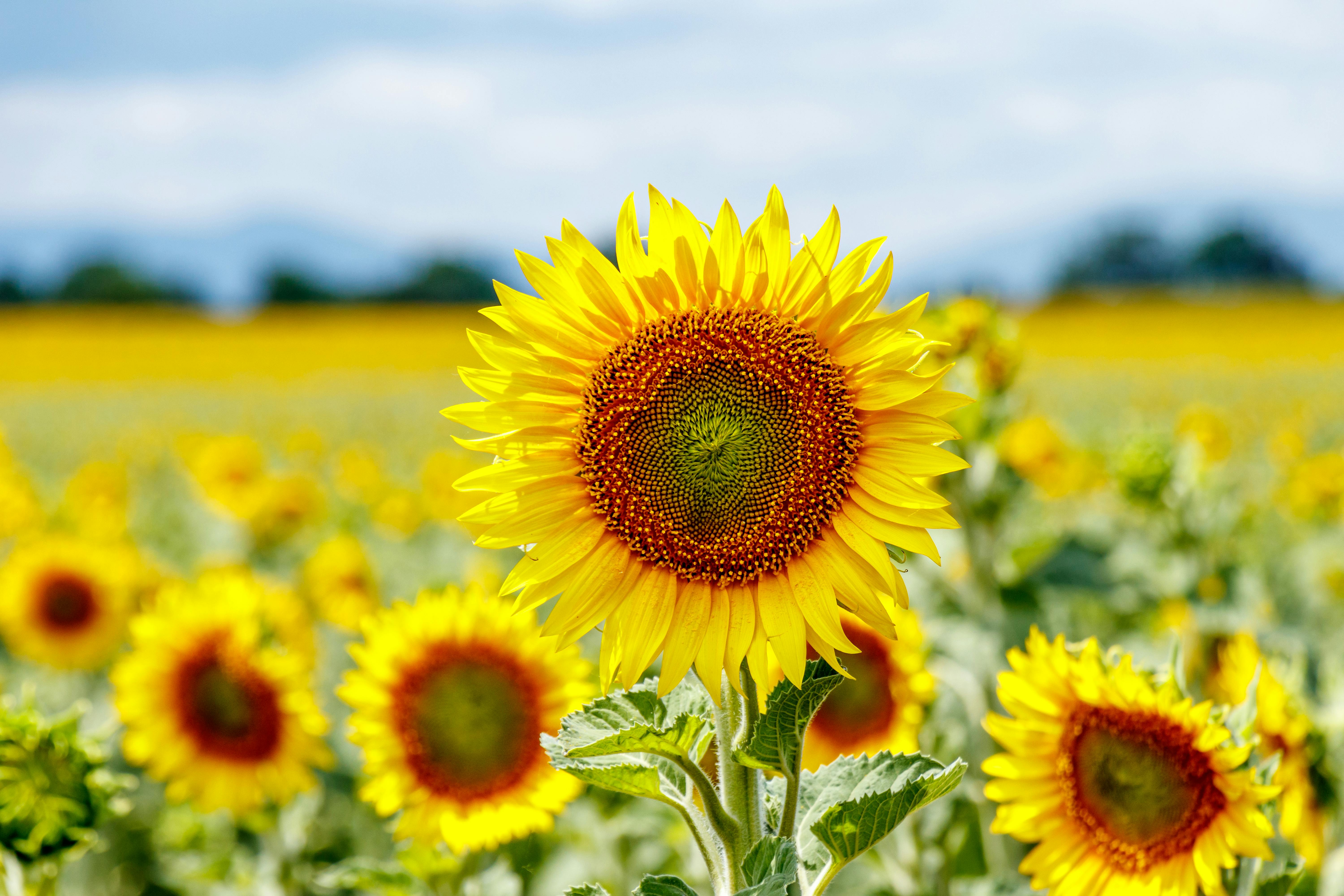 Secret Strategies to Maximize Solar Farm Yields