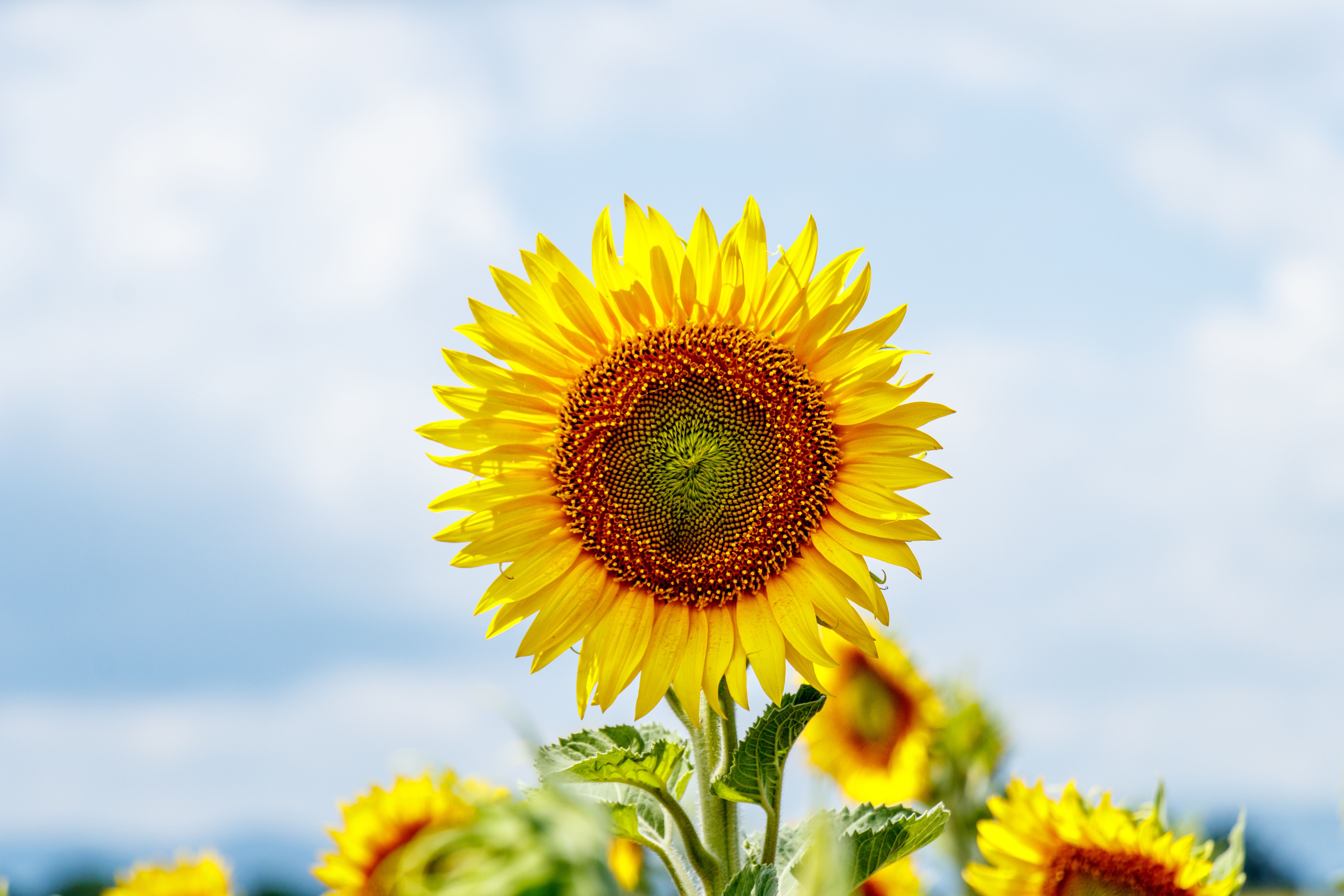 A stunning sunflower in full bloom under a clear blue sky, symbolizing summer beauty.