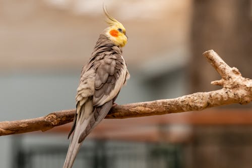 Close-up of a Cockatiel Sitting on a Branch 