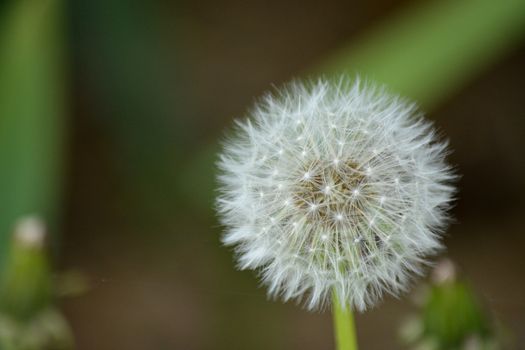 蒲公英种子头的宏观特写清晰展现了其精致的结构