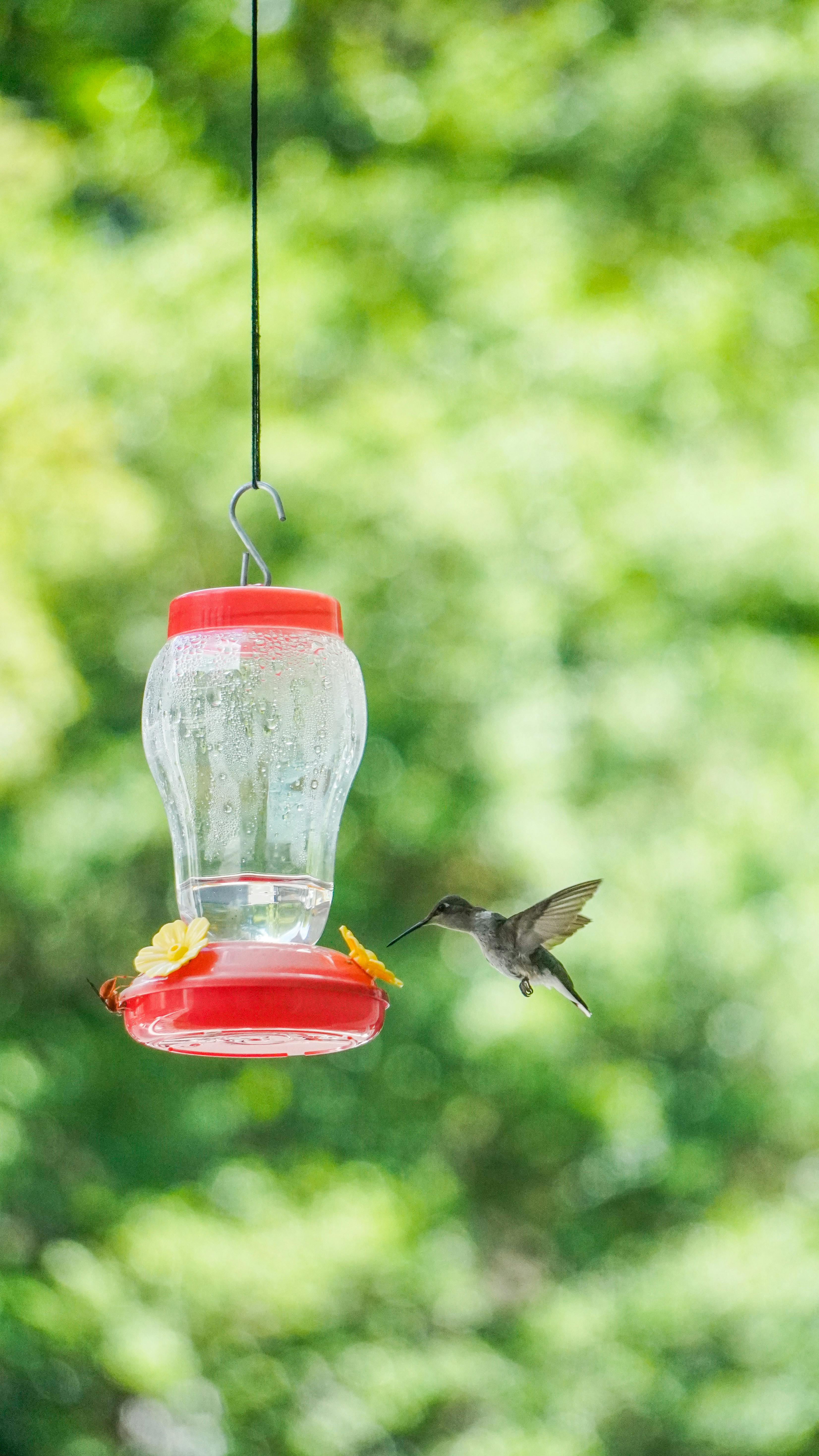 Blue Jay Buffet: Special Feeders And Foods For Texas Colorful Visitor