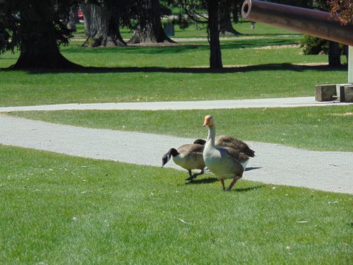 Free Graceful geese Stock Photo