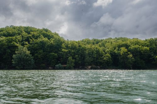 Free Explore a serene forest by the water's edge under a dramatic cloudy sky. Stock Photo