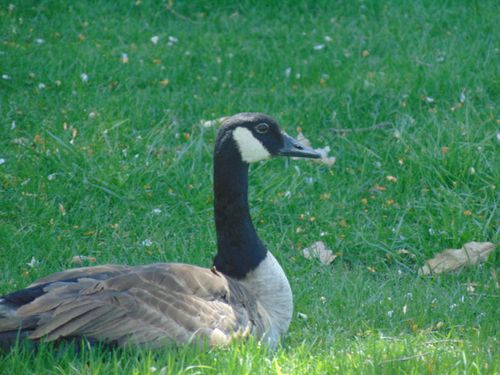 Free serenity of Geese Stock Photo