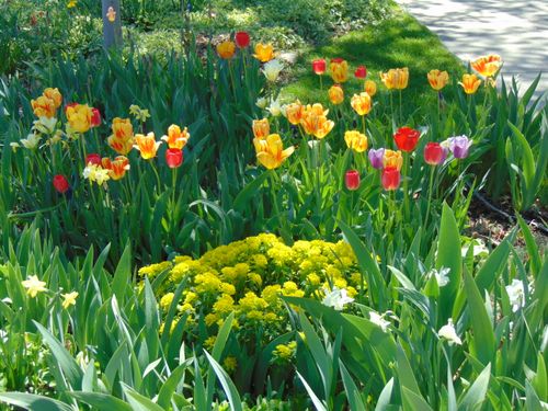 Free blooming beauties Stock Photo