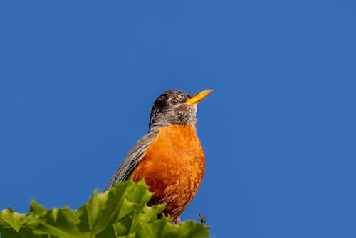Gratis stockfoto met amerikaanse robin, blad, blauwe lucht