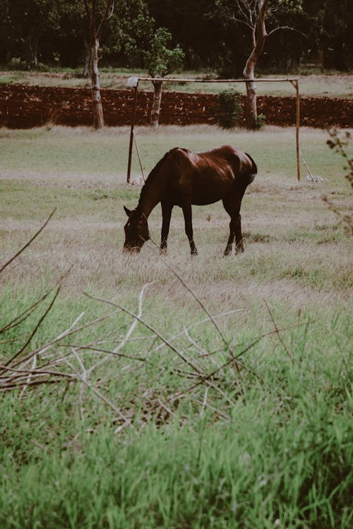 Gratis stockfoto met dierenfotografie, kastanje paard, landelijk