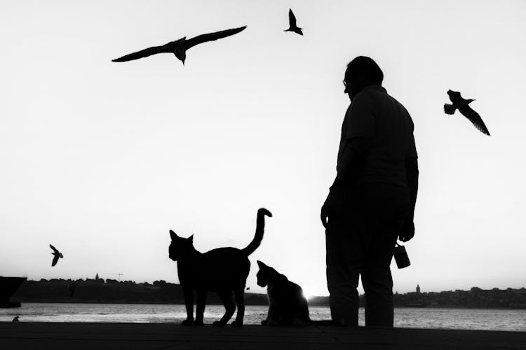 Silhouettes Of Cats, Person And Birds By Lake