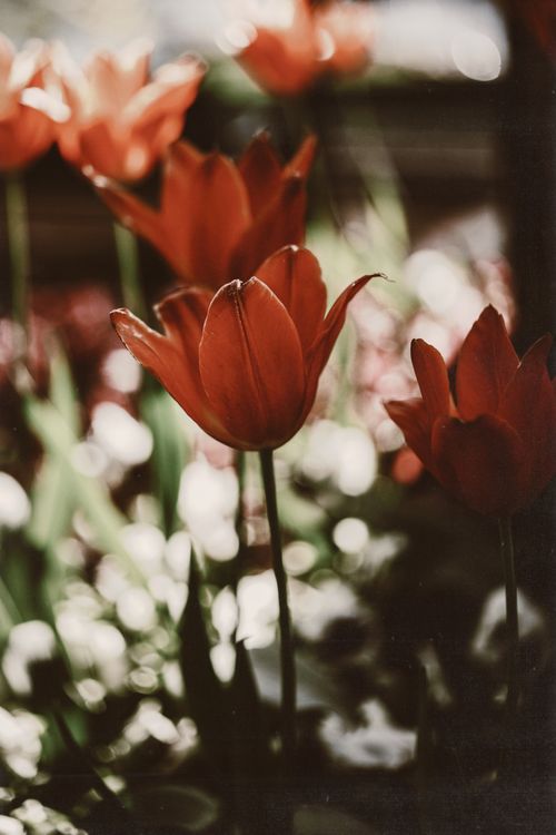 Free Beautiful red tulips basking in sunlight with bokeh background, capturing spring's essence. Stock Photo