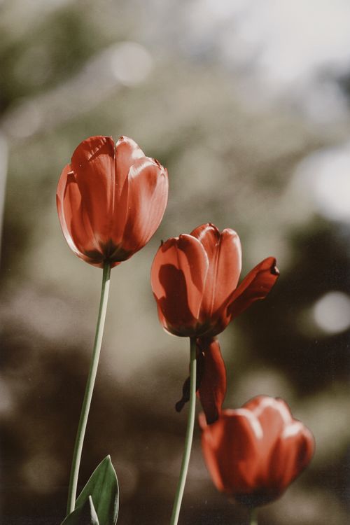 Free Bright red tulips in soft focus basking in spring sunlight, showcasing nature's beauty. Stock Photo