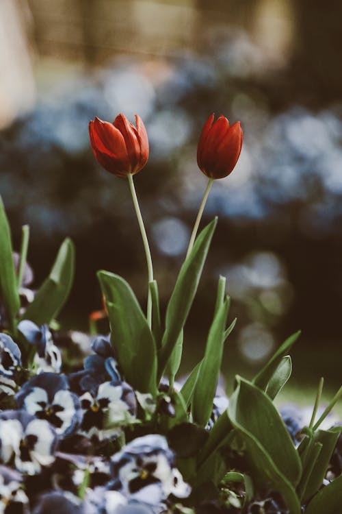 Close-up of Red Tulips and Pansies 