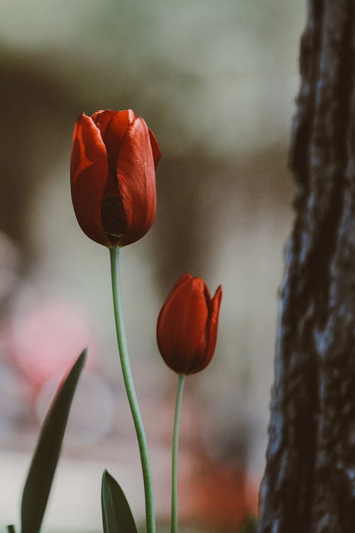 Foto d'estoc gratuïta de delicat, enfocament selectiu, flors