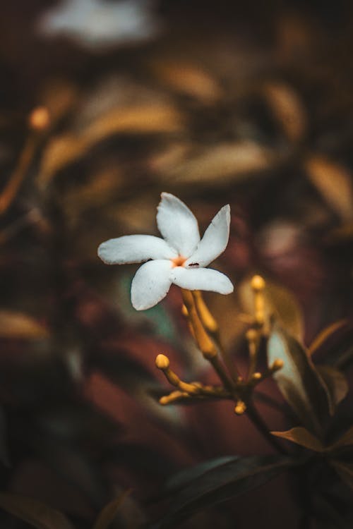 Free stock photo of beauty in nature, flower, green