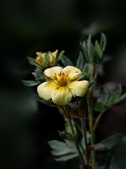 A yellow flower with a green stem and leaves