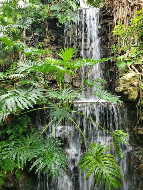 Gratis lagerfoto af blade, cascading, ekstremt terræn