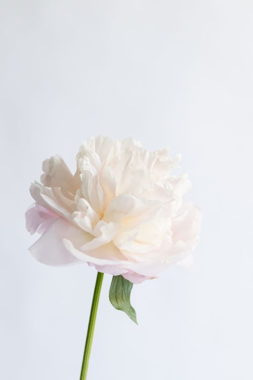 Free A close-up of a delicate white peony flower against a minimalist soft background. Stock Photo