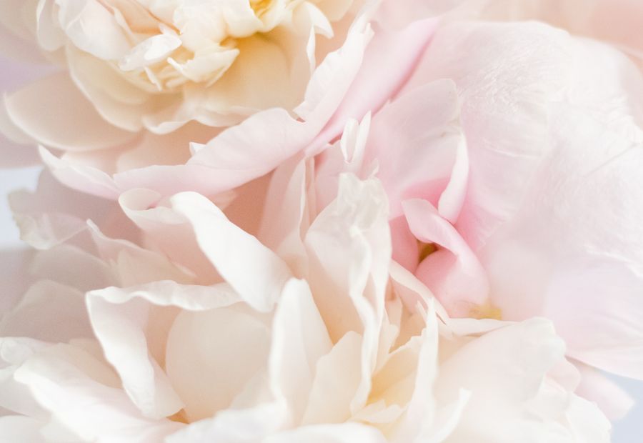 Pale pink peony petals in soft light