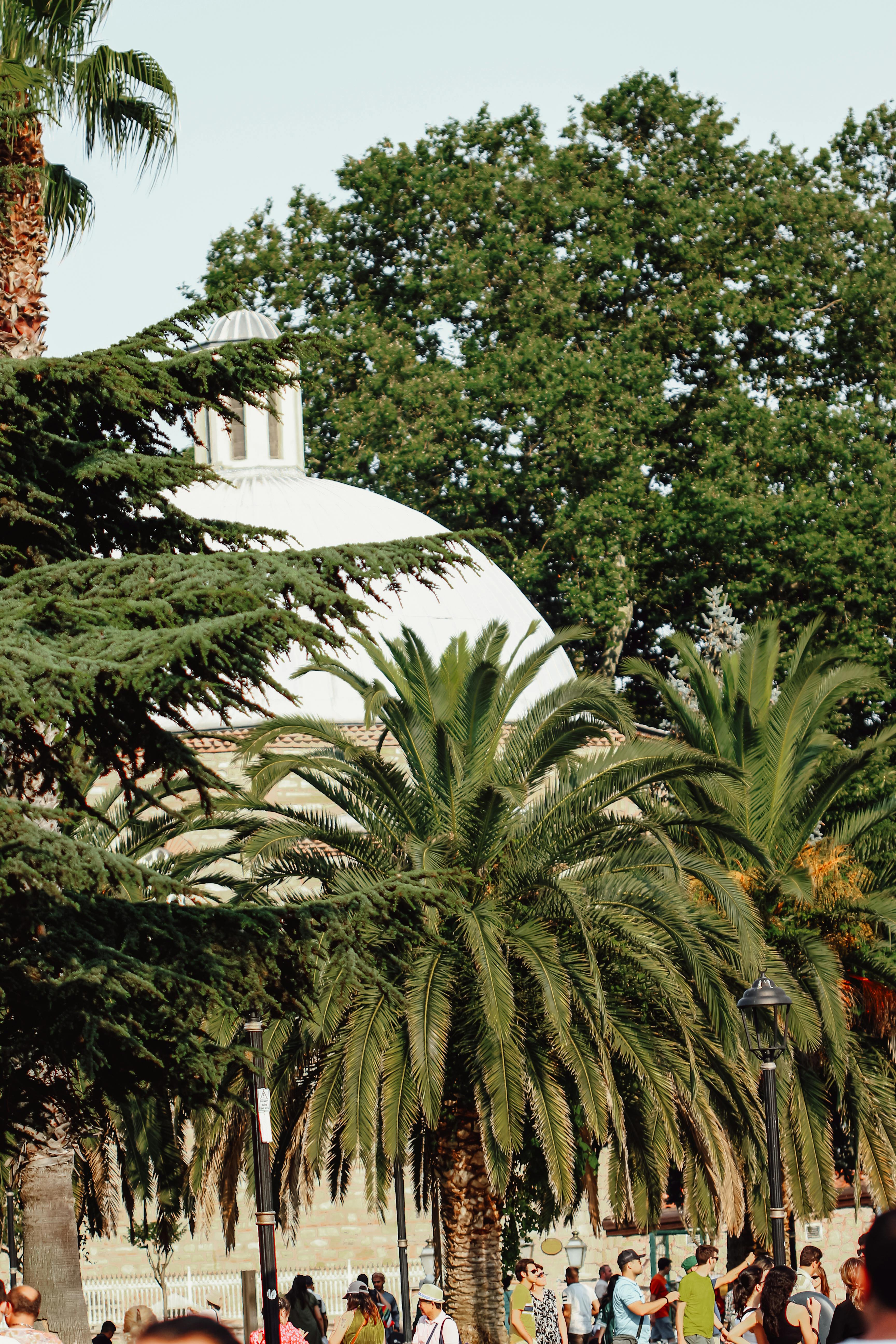 Abundant green palm trees and a historic dome create a serene summer park scene.