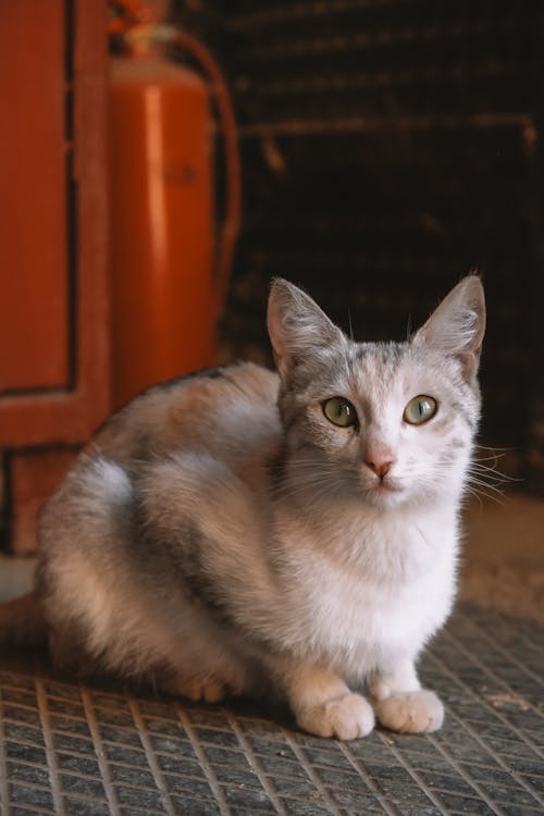 Free Close up of Cat Stock Photo