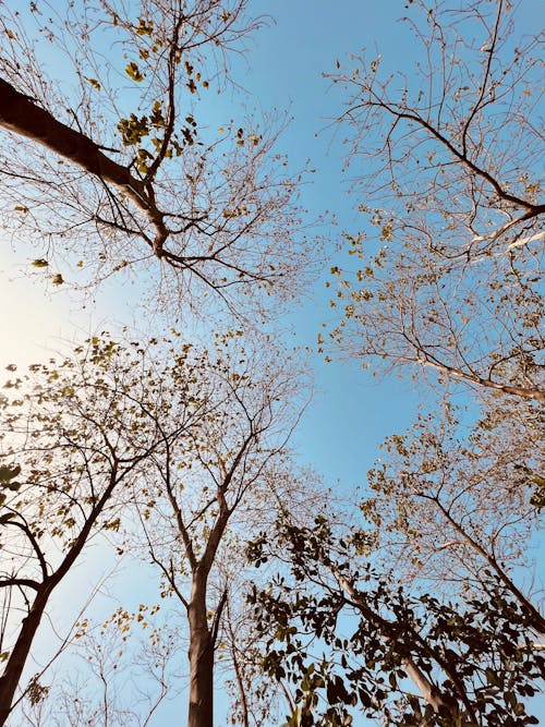 Low Angle Shot of Autumnal Trees under a Blue Sky 