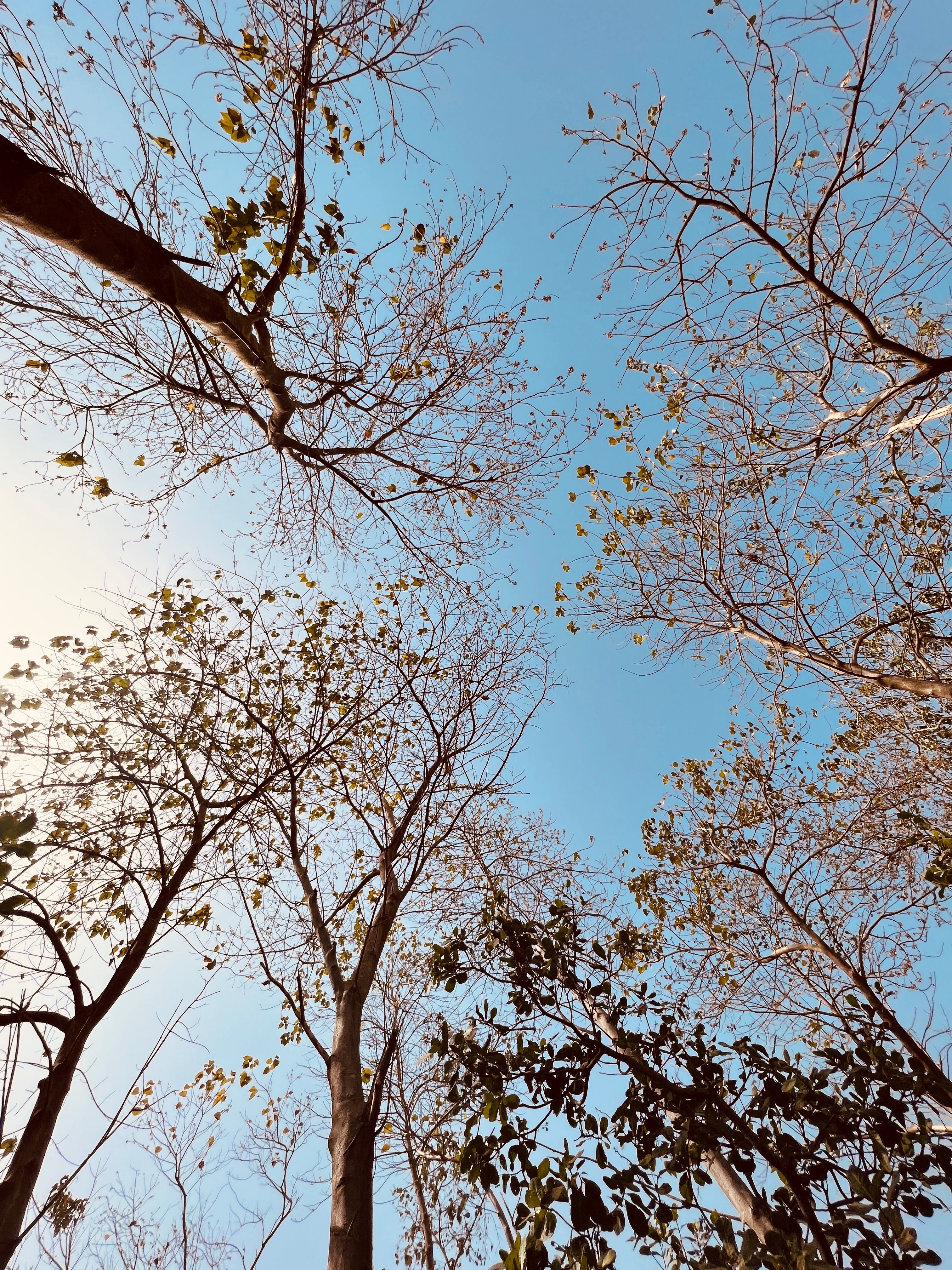 Low Angle Shot of Autumnal Trees under a Blue Sky · Free Stock Photo