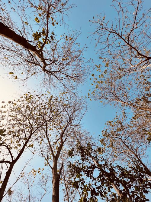 Free A low-angle view of tall trees with sparse leaves under a clear blue sky in NS, Nigeria. Stock Photo