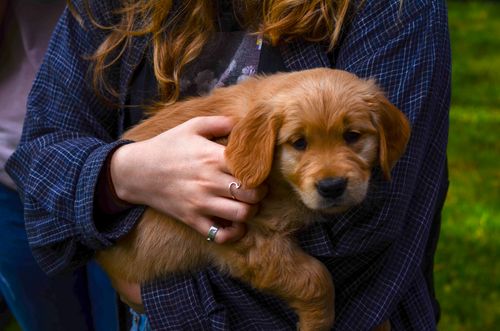 Free Charming image of a woman lovingly cradling a golden retriever puppy in a sunny outdoor setting. Stock Photo