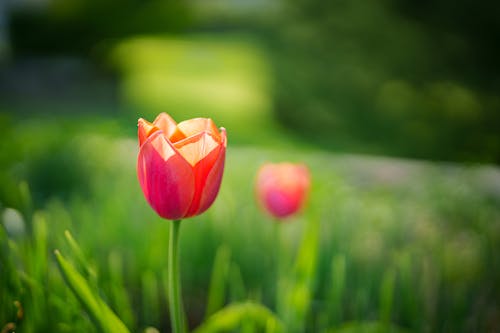 Foto stok gratis alam, bidang, bunga tulip