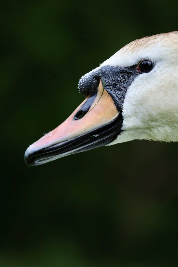 Portrait Of A White Swan