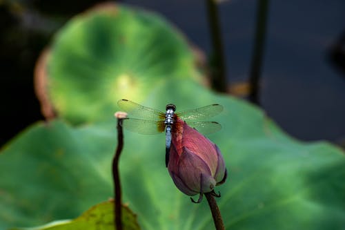 Dragonfly Sitting on Flower Bud