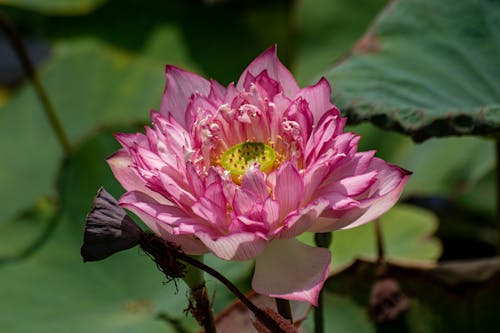 Kostnadsfri bild av blomma, färsk, lotusblomma