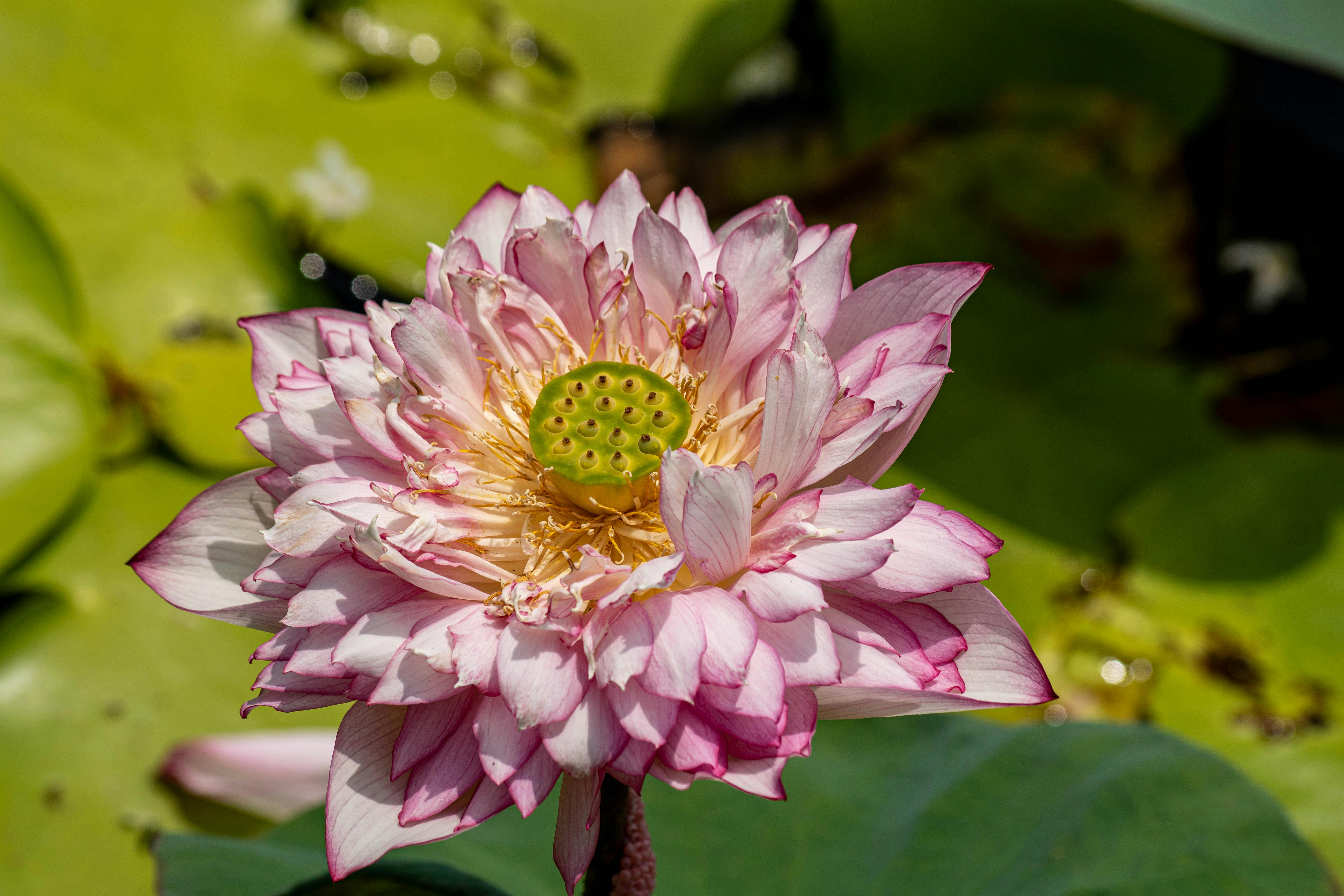 Dive into the World of Fresh and Aquatic Scents