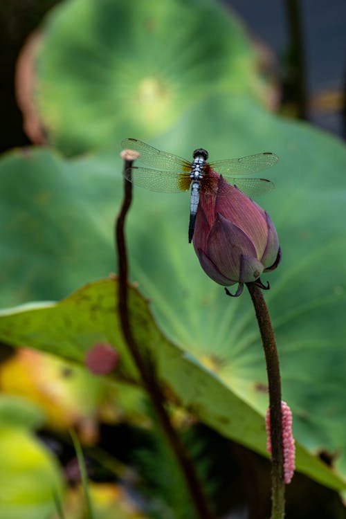 Dragonfly on Flower Bud