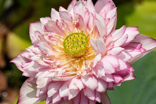 Pink Lotus with Seeds Pot