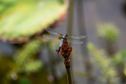 Dragonfly on Wither Bud