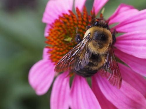 Free Detailed macro photo of a bumblebee on a vibrant pink flower, showcasing nature's beauty. Stock Photo