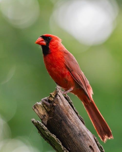 Red Exotic Bird on a Tree 