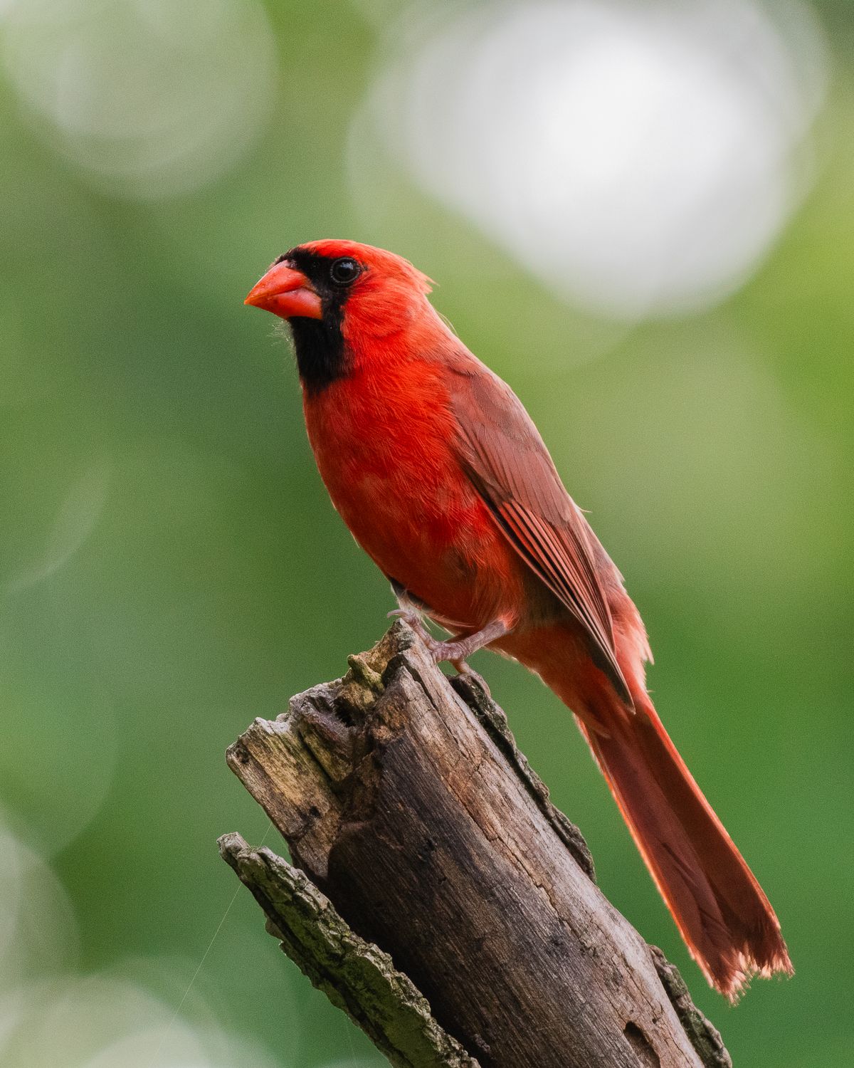 Cardinal Bird In Tree Red Cardinal Perched On Tree Branch · Free Stock Photo