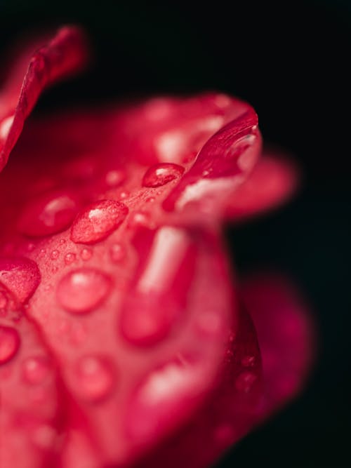 Raindrops on Red Petal