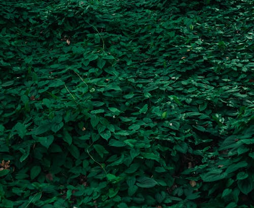 Lush Foliage of Creeper