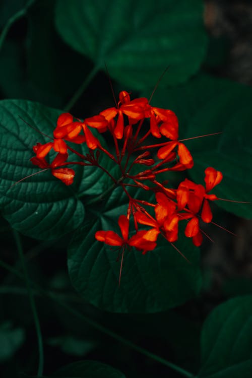 Free Close up of Red Flower Stock Photo